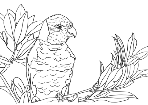 Parrot On A Branch Coloring Page